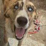 Spanischer Mastiff Mischling Hercules, 12/2024, ca. 70 cm