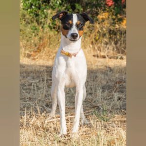 Bodeguero Izzy, 12/2022, ca. 43 cm