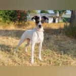 Bodeguero Izzy, 12/2022, ca. 43 cm