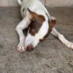 Podenco Mischling Jerome, 04/2024, ca. 40 cm