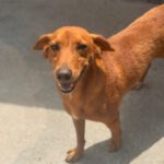 Podenco Mischling Jimmy, 01/2021, ca. 40 cm