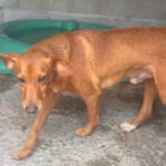 Podenco Mischling Jimmy, 01/2021, ca. 40 cm