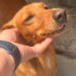Podenco Mischling Jimmy, 01/2021, ca. 40 cm