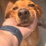 Podenco Mischling Jimmy, 01/2021, ca. 40 cm