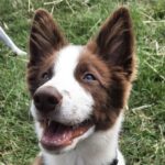 Border Collie Jules, 02/2025, Endgröße ca. 50 cm, 61381 Friedrichsdorf
