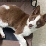 Border Collie Jules, 02/2025, Endgröße ca. 50 cm, 61381 Friedrichsdorf