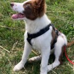 Border Collie Jules, 02/2025, Endgröße ca. 50 cm, 61381 Friedrichsdorf