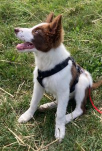 Border Collie Jules, 02/2025, Endgröße ca. 50 cm, 61381 Friedrichsdorf