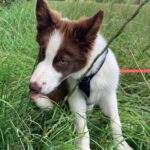 Border Collie Jules, 02/2025, Endgröße ca. 50 cm, 61381 Friedrichsdorf
