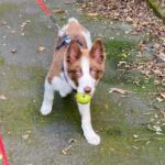 Border Collie Jules, 02/2025, Endgröße ca. 50 cm, 61381 Friedrichsdorf
