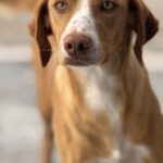Podenco Kaleb, 05/2023, ca. 45 cm