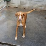 Podenco Kaleb, 05/2023, ca. 45 cm