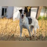 Mischling Kira, 04/2022, ca. 50 cm