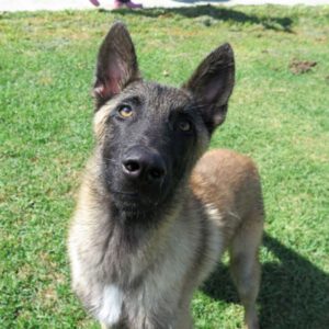 Malinois Mischling Kratos, 09/2024, ca. 65 cm