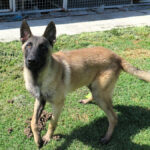 Malinois Mischling Kratos, 09/2024, ca. 65 cm