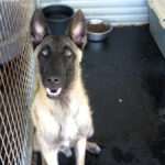 Malinois Mischling Kratos, 09/2024, ca. 65 cm