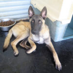 Malinois Mischling Kratos, 09/2024, ca. 65 cm