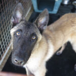 Malinois Mischling Kratos, 09/2024, ca. 65 cm
