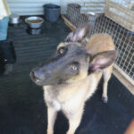 Malinois Mischling Kratos, 09/2024, ca. 65 cm