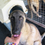 Malinois Mischling Kratos, 09/2024, ca. 65 cm