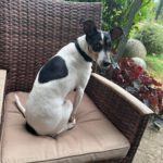 Bodeguero Mischling Kyra, 10/2019, ca. 35- 40 cm, 91586 Lichtenau