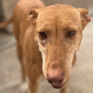 Podenco La Pintaita, 01/2014, ca. 45 cm