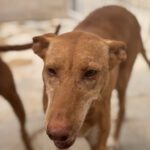 Podenco La Pintaita, 01/2014, ca. 45 cm