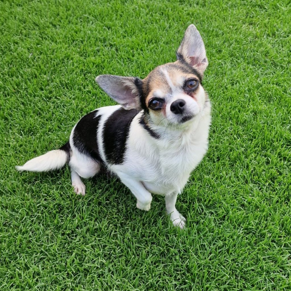 Chihuahua Lena, 05/2020, ca. 25 cm, 12249 Berlin