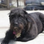 Schnauzer Mischling Leo, 12/2019, ca. 65 cm