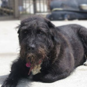 Schnauzer Mischling Leo, 12/2019, ca. 65 cm
