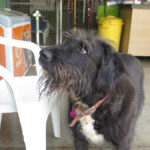 Schnauzer Mischling Leo, 12/2019, ca. 65 cm