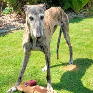 Galgo Libertad, 03/2019, ca. 65 cm, 26506 Norden