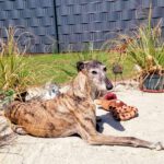 Galgo Libertad, 03/2019, ca. 65 cm, 26506 Norden