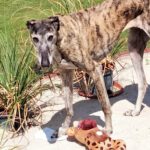Galgo Libertad, 03/2019, ca. 65 cm, 26506 Norden