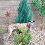 Galgo Libertad, 03/2019, ca. 65 cm, 26506 Norden