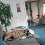 Galgo Libertad, 03/2019, ca. 65 cm, 26506 Norden