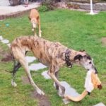 Galgo Libertad, 03/2019, ca. 65 cm, 26506 Norden