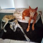 Galgo Libertad, 03/2019, ca. 65 cm, 26506 Norden