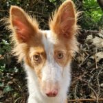 Podenco Xarnego Linda, 09/2024, ca. 50 cm, 73614 Schorndorf
