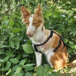 Podenco Xarnego Linda, 09/2024, ca. 50 cm, 73614 Schorndorf
