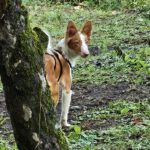 Podenco Xarnego Linda, 09/2024, ca. 50 cm, 73614 Schorndorf