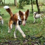 Podenco Xarnego Linda, 09/2024, ca. 50 cm, 73614 Schorndorf