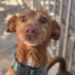 Podenco Lisa, 10/2023, ca. 45 cm