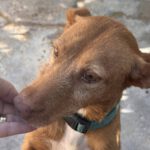 Podenco Lisa, 10/2023, ca. 45 cm