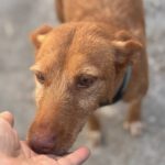 Podenco Lisa, 10/2023, ca. 45 cm