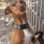 Podenco Lisa, 10/2023, ca. 45 cm