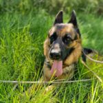 Schäferhund Loba, 06/2023, ca. 60 cm