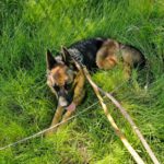 Schäferhund Loba, 06/2023, ca. 60 cm