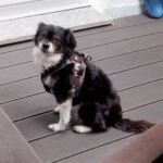 Mischling Lola, 05/2014, ca. 25 cm