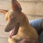 Podenco Lorena, 05/2024, Endgröße ca. 40 cm